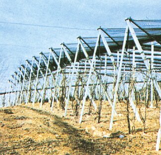 Palo precompresso per vigna